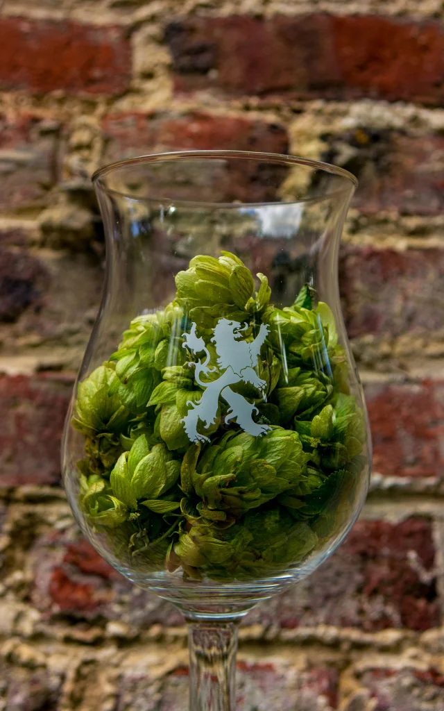 Houblon et Bière