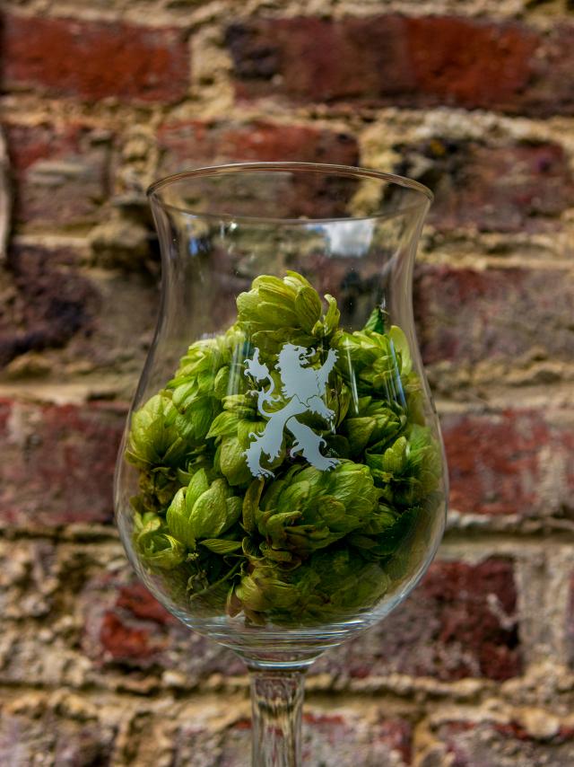 Houblon et Bière