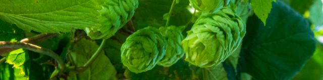 Houblon cônes prêts pour la récolte