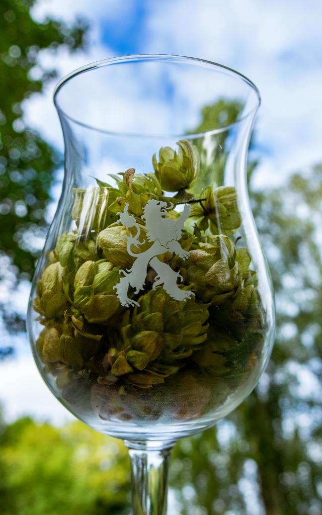 Houblon dans un verre à bière