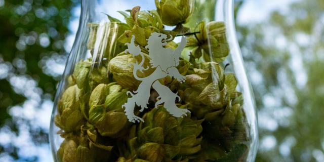 Houblon dans un verre à bière