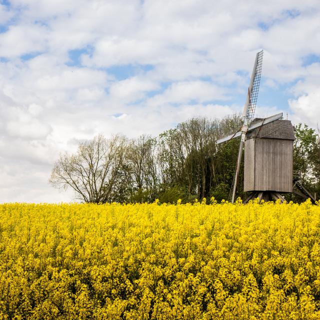 Terdeghem Moulin de la Roome