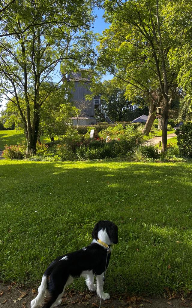 à cassel avec son chien