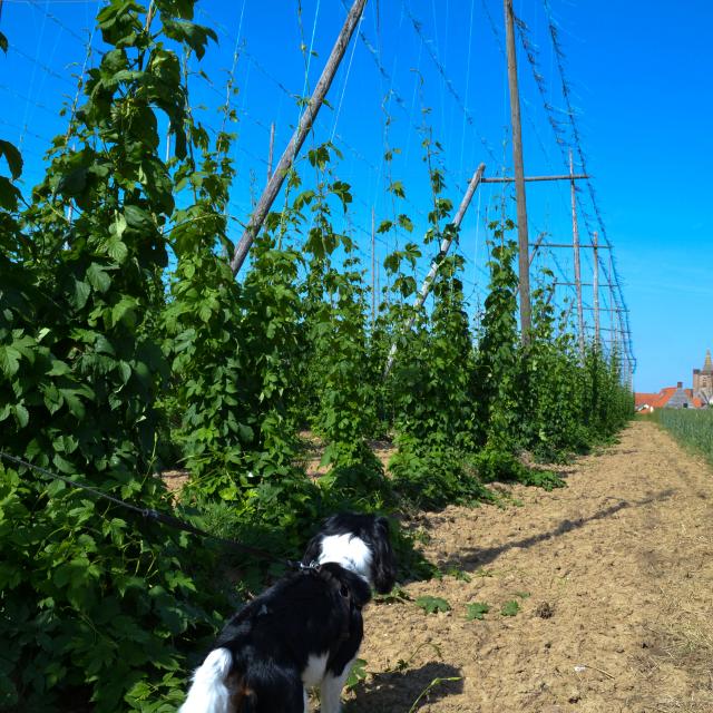 Houblonnière et chien