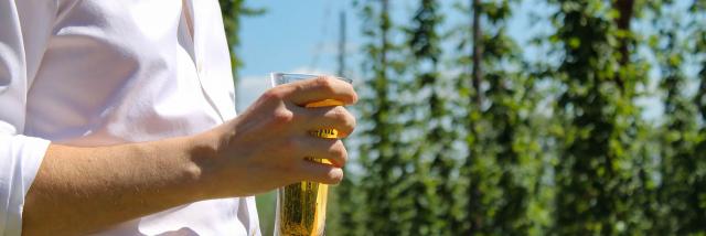 Bière et houblon en Flandre