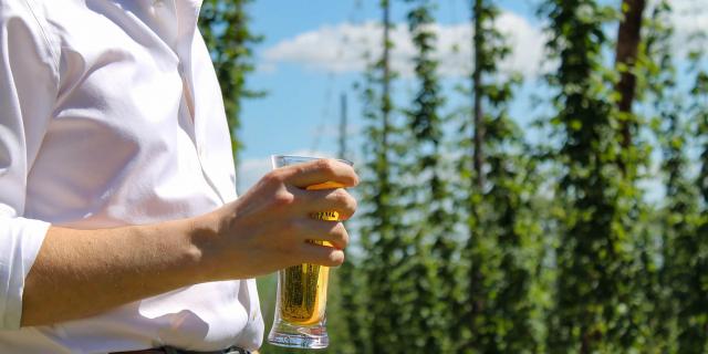 Bière et houblon en Flandre