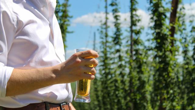 Bière et houblon en Flandre