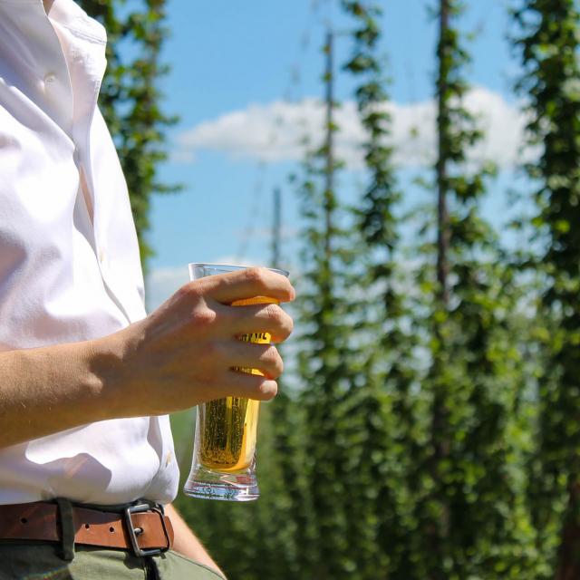 Bière et houblon en Flandre