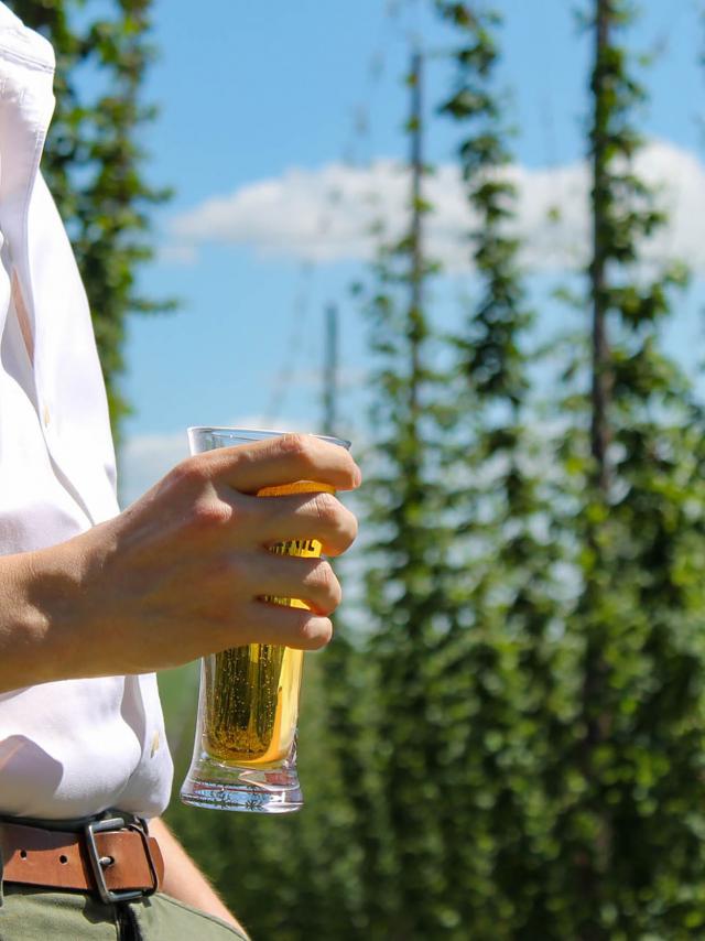 Bière et houblon en Flandre