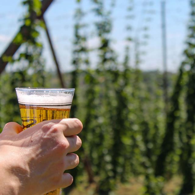 Bière et houblon en Flandre