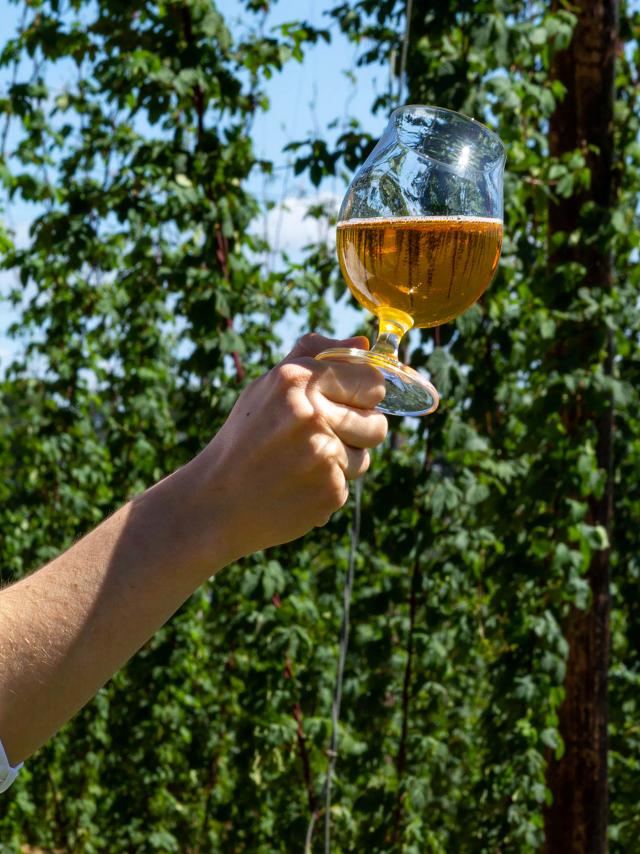 Bière et houblon en Flandre