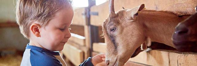 enfant ferme flandre