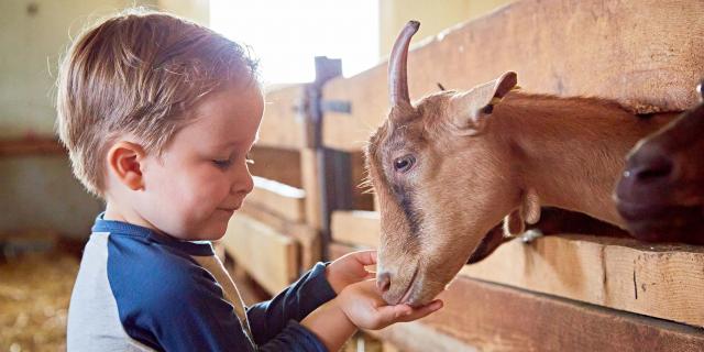 enfant ferme flandre