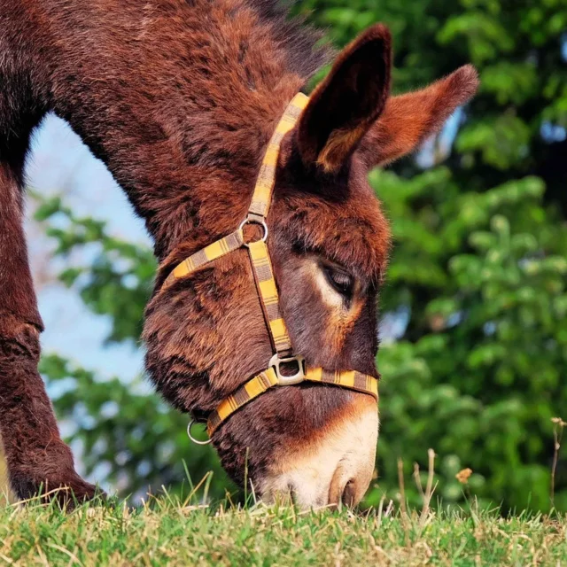 Animaux Mediateurs